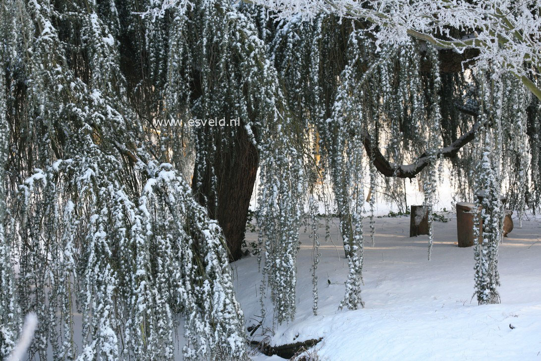 Cedrus libani 'Glauca Pendula'