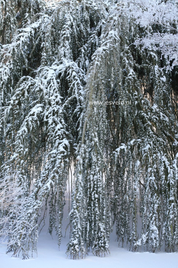 Cedrus libani 'Glauca Pendula'