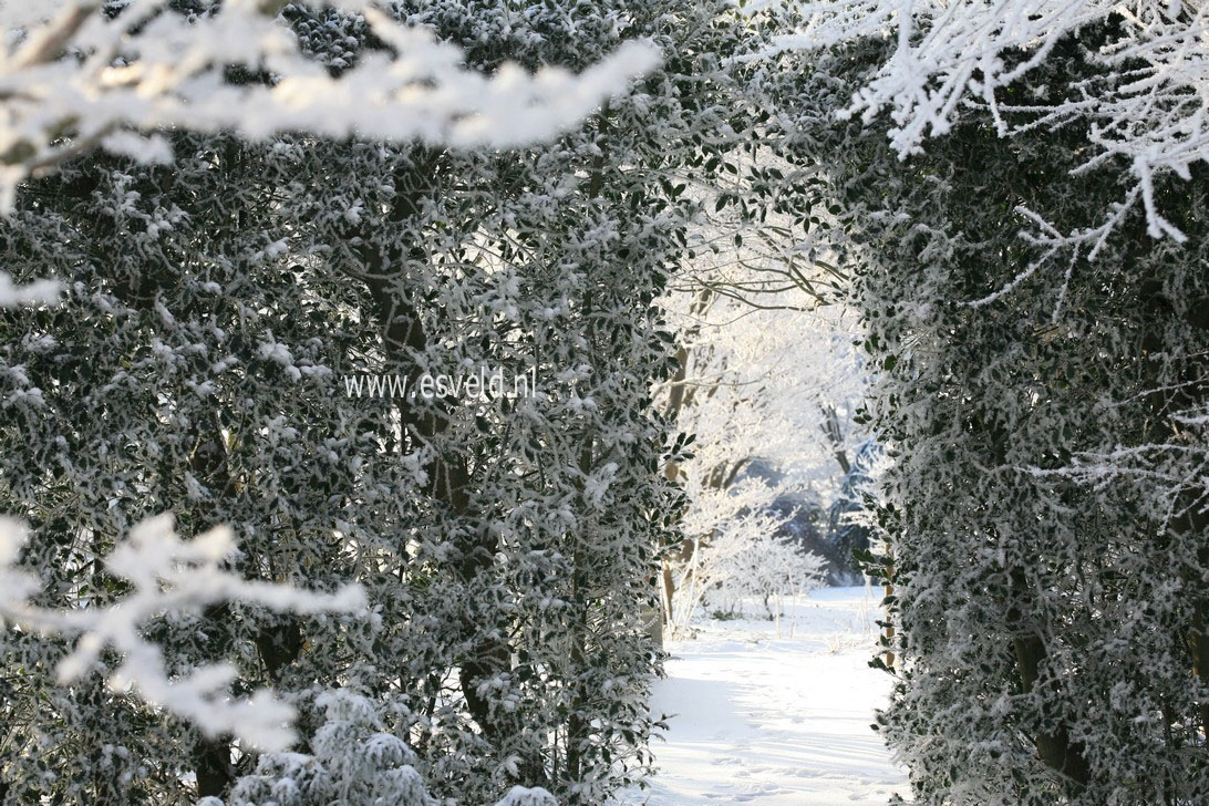 Ilex aquifolium