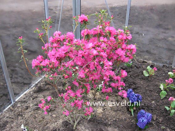 Rhododendron 'Ostara'