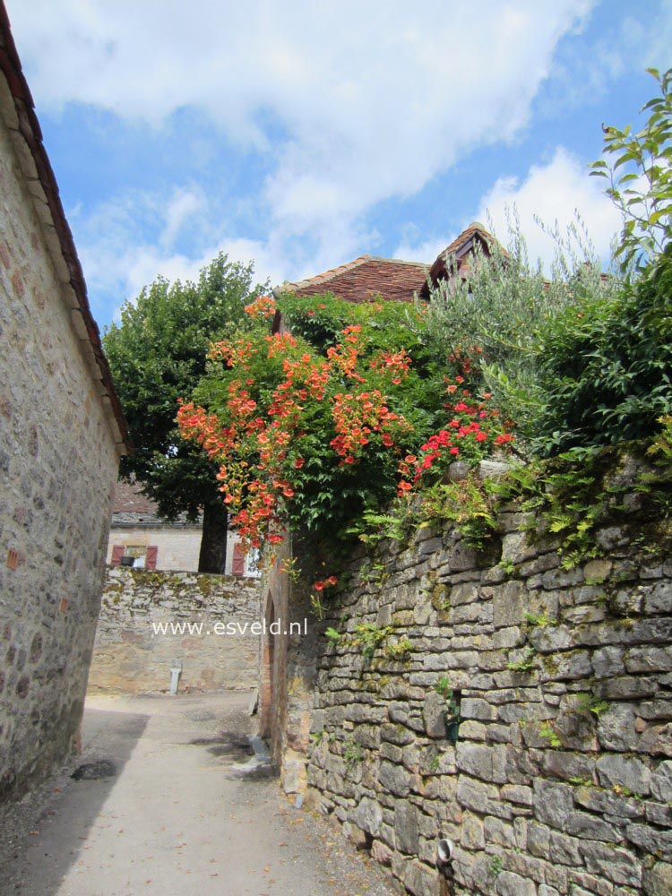 Campsis grandiflora