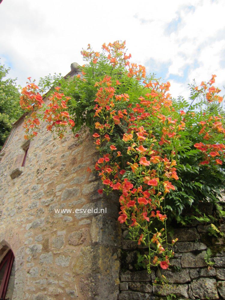 Campsis grandiflora