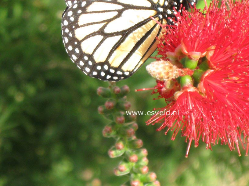 Callistemon citrinus 'Splendens'