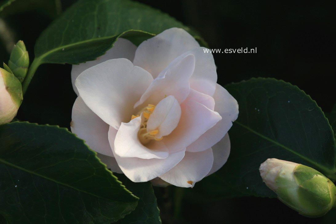 Camellia japonica 'Hagoromo'