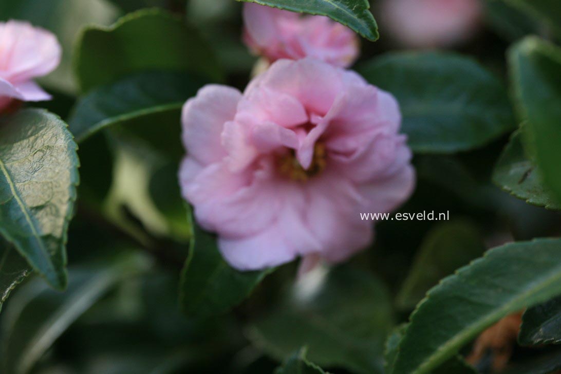 Camellia 'Winter's Peony'