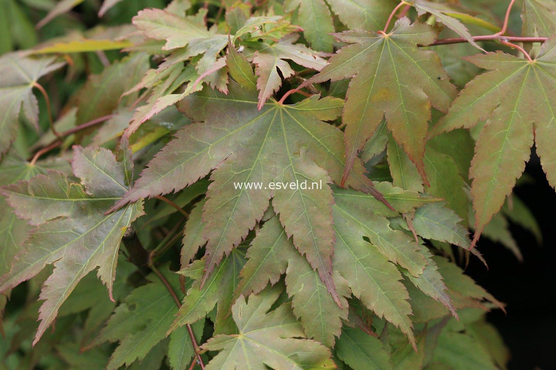 Acer palmatum 'Yadawara'