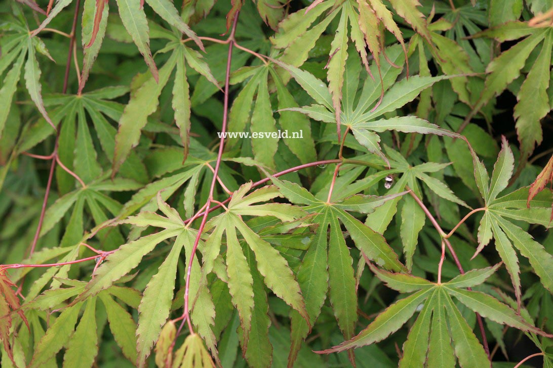 Acer palmatum 'Gentaku'