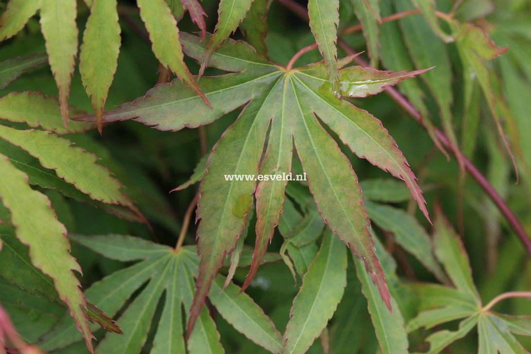 Acer palmatum 'Gentaku'