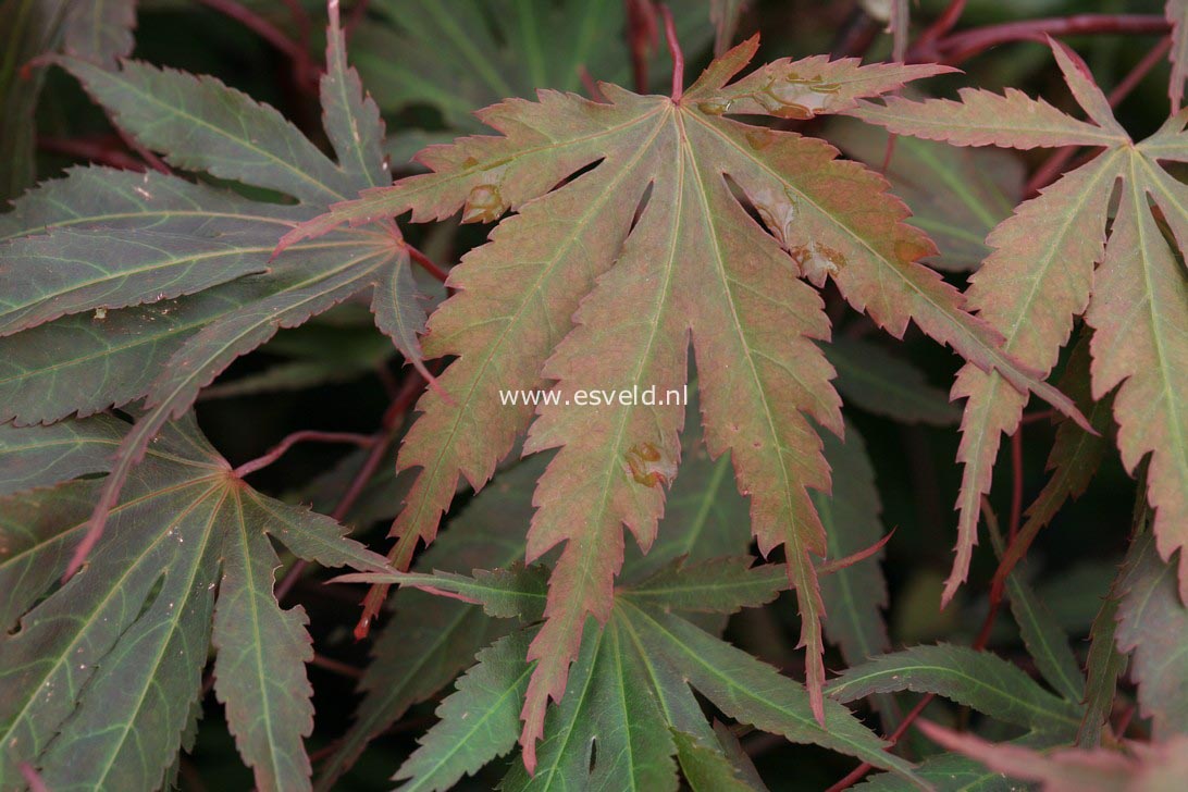 Acer palmatum 'Murasaki yama'