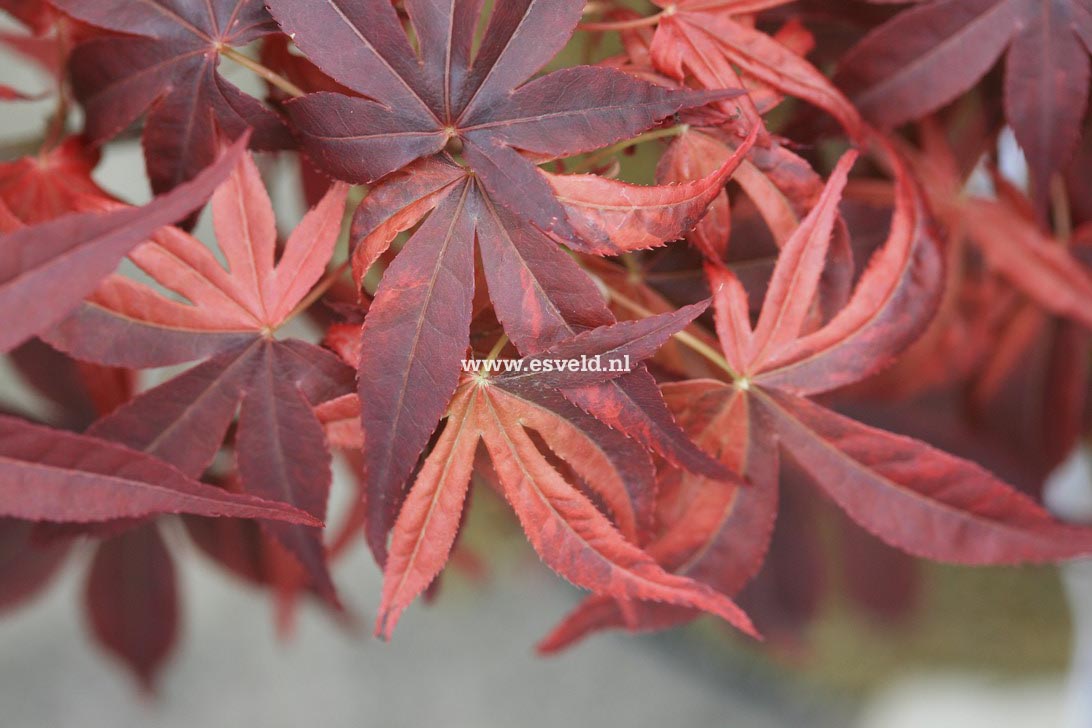 Acer palmatum 'Hinode nishiki'