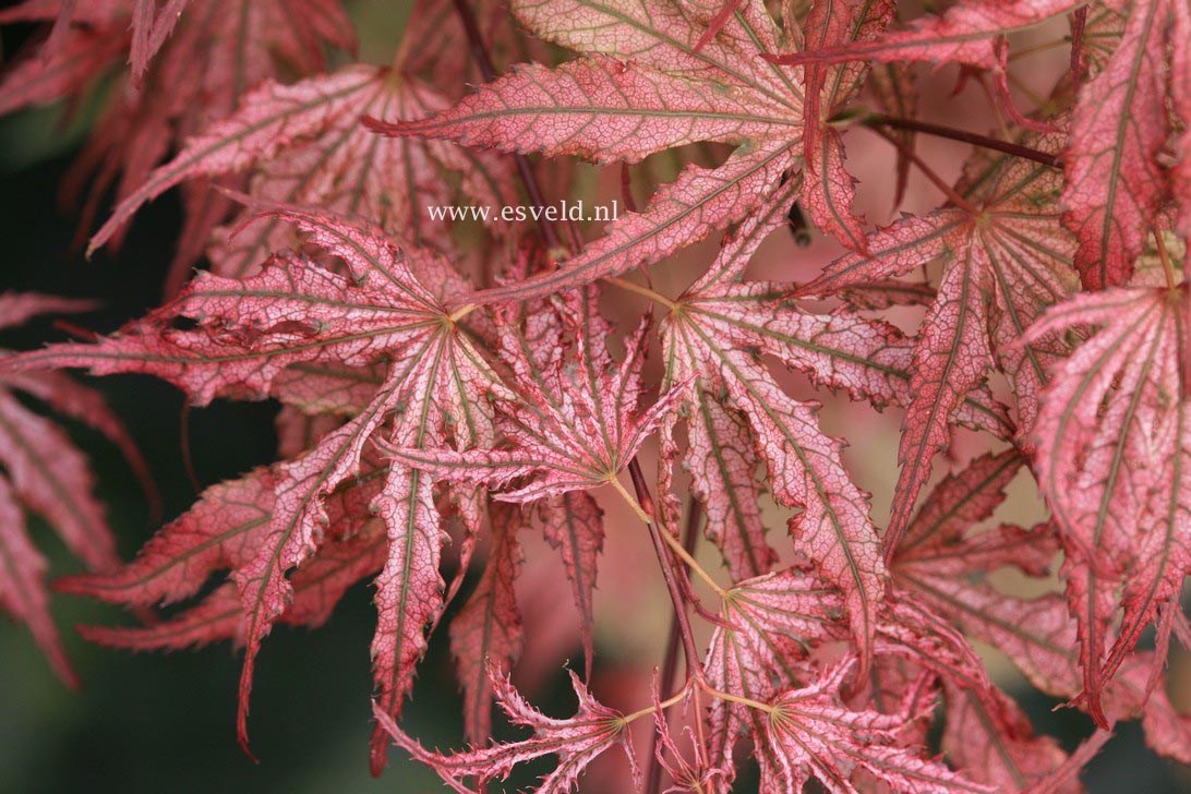 Acer palmatum 'Mikazuki'