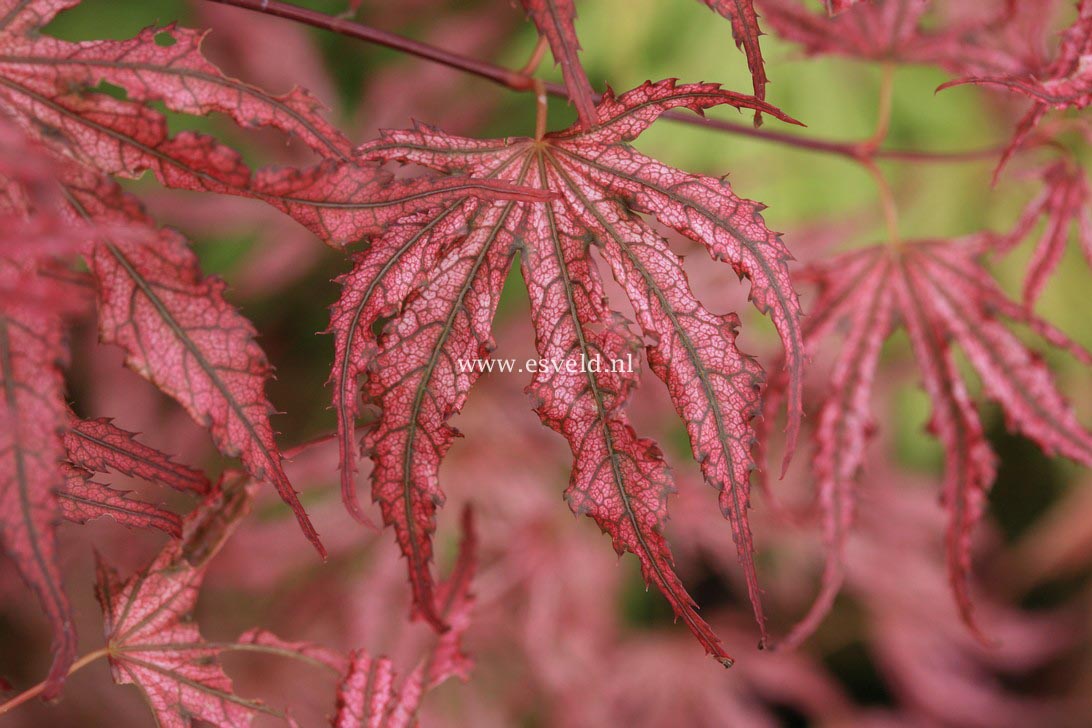 Acer palmatum 'Mikazuki'