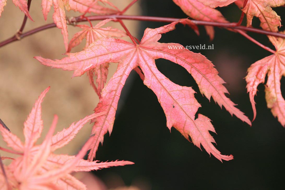 Acer palmatum 'Uncle Ghost'