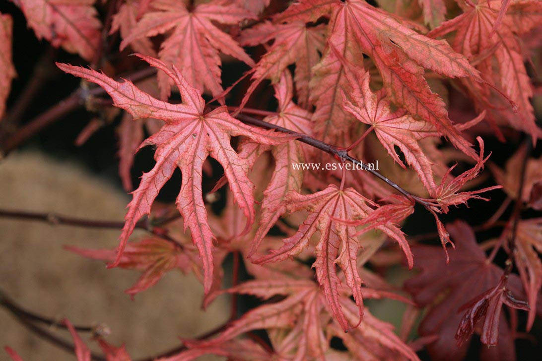 Acer palmatum 'Uncle Ghost'