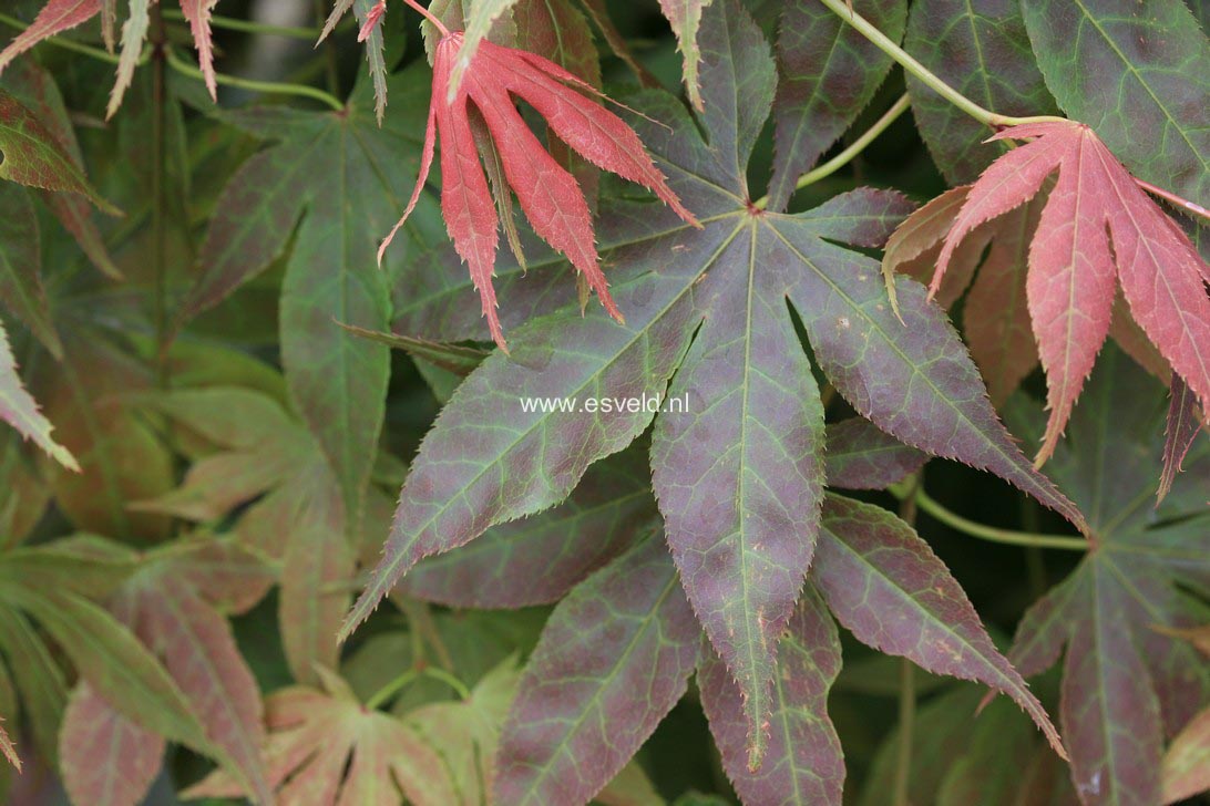 Acer palmatum 'Atropurpureum Variegatum'