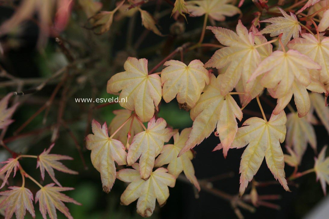 Acer palmatum 'Seigen Aureum'