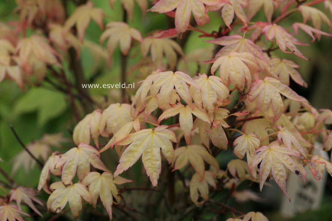 Acer palmatum 'Seigen Aureum'