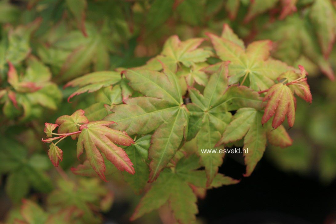 Acer palmatum 'Bi-hoo'