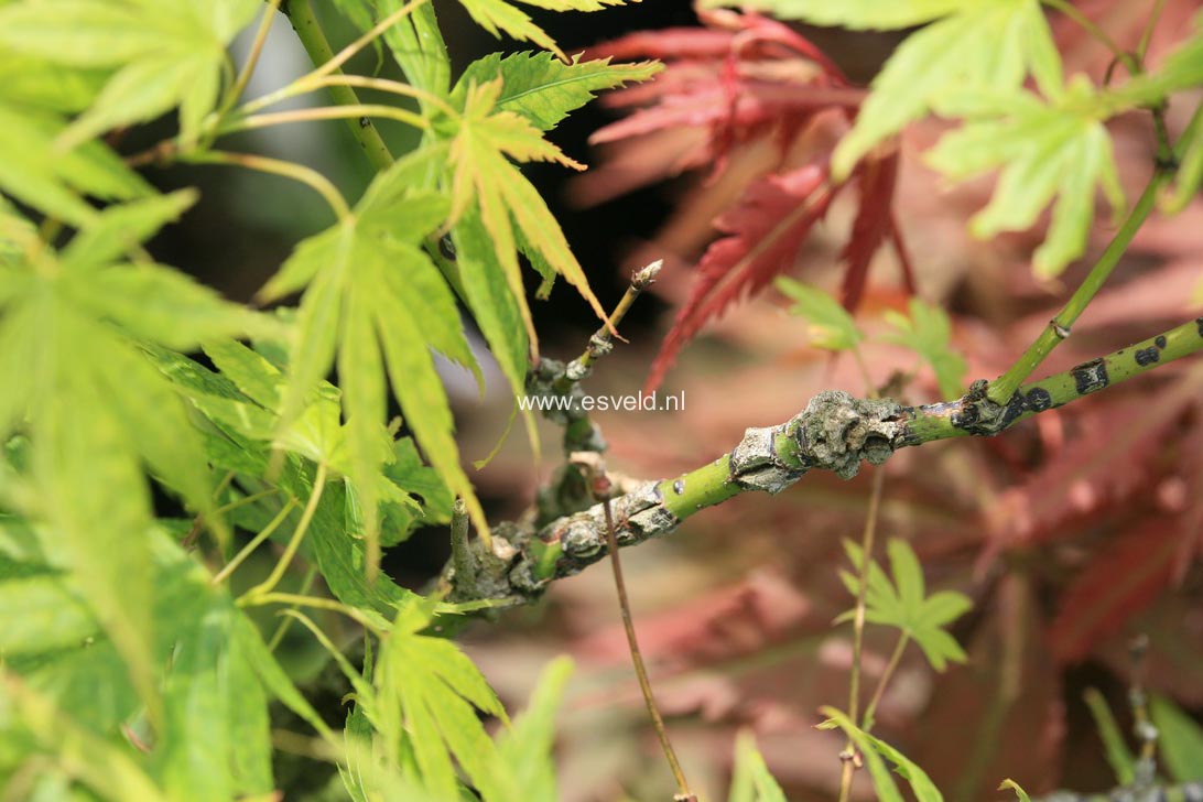 Acer palmatum 'Arakawa ukon'