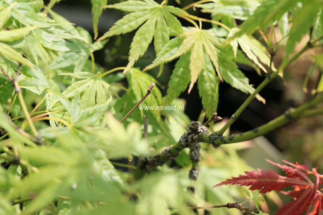 Acer palmatum 'Arakawa ukon'