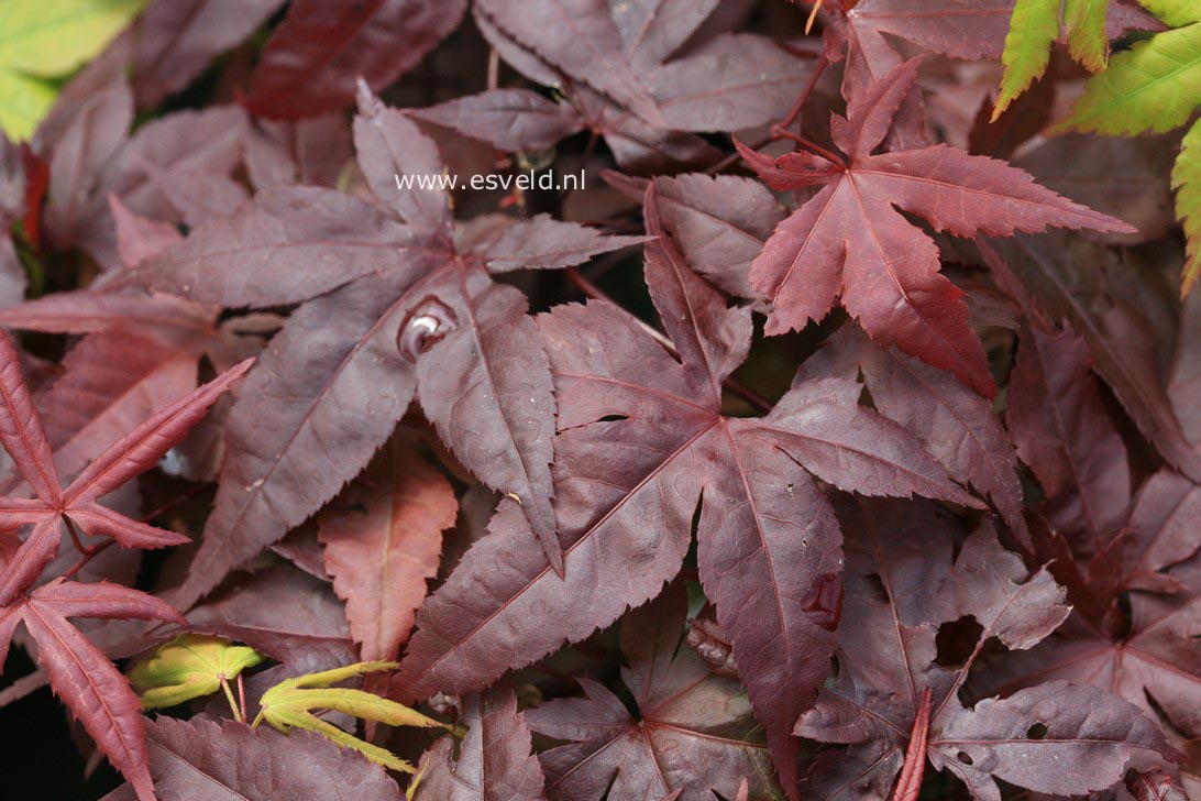 Acer palmatum 'Summer Sunset'