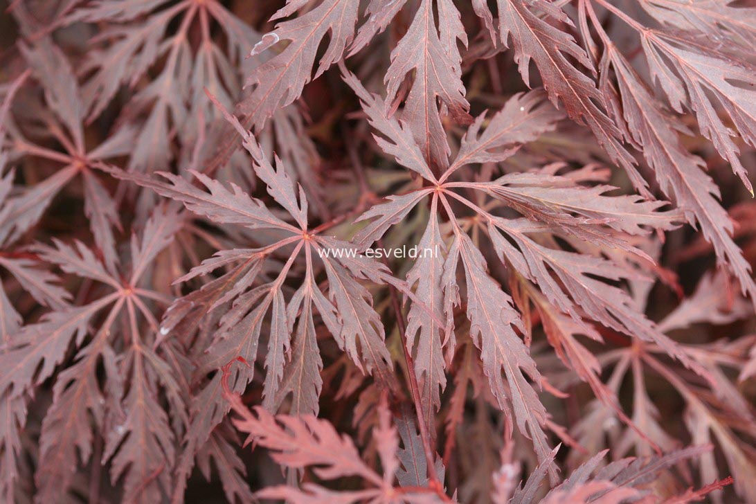 Acer palmatum 'Mischa'