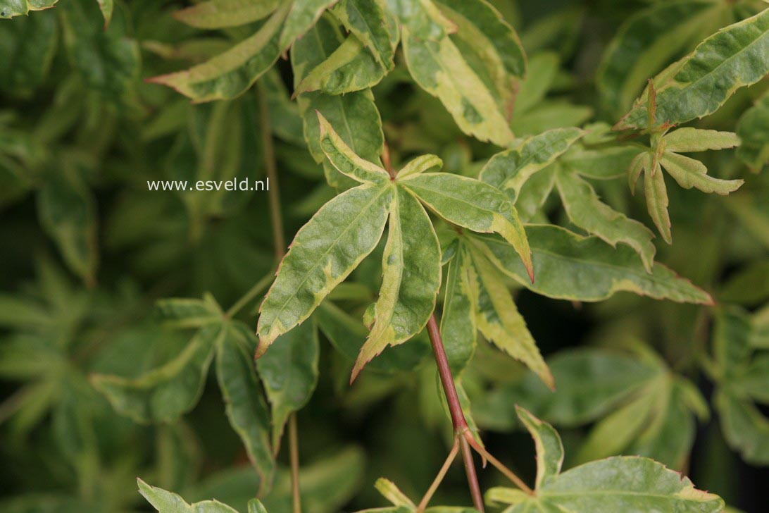 Acer palmatum 'Kokubunji nishiki'