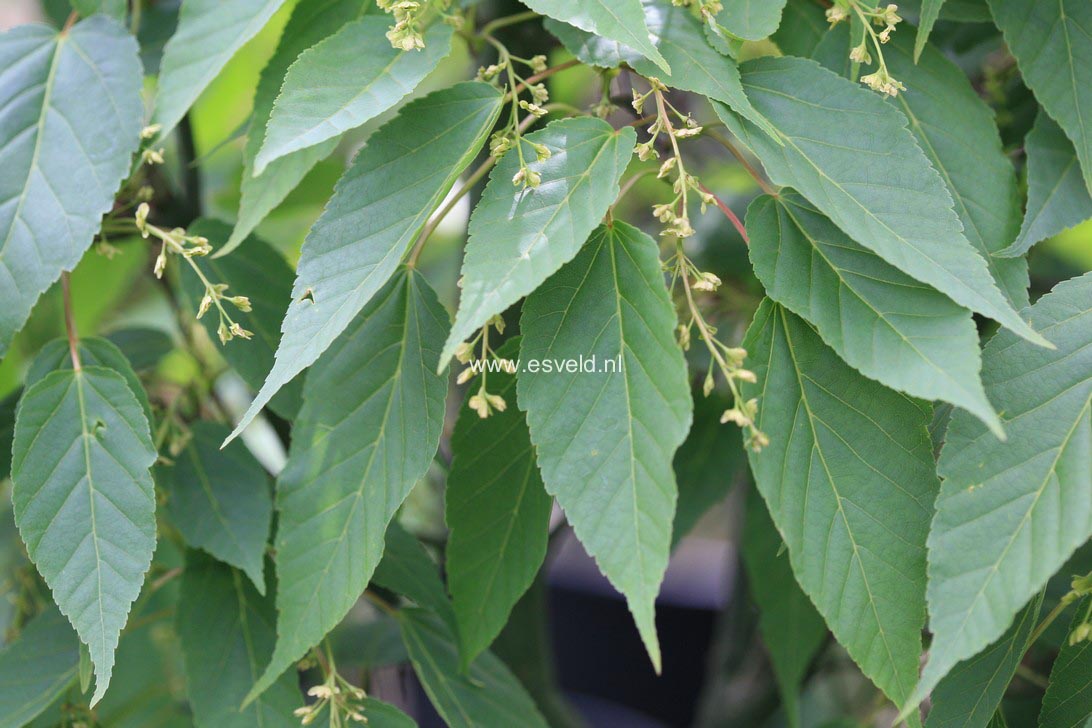 Acer davidii 'Rosalie'