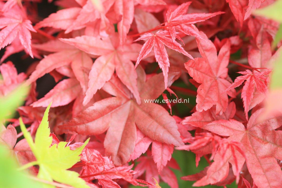 Acer palmatum 'Nishiki no murasaki'