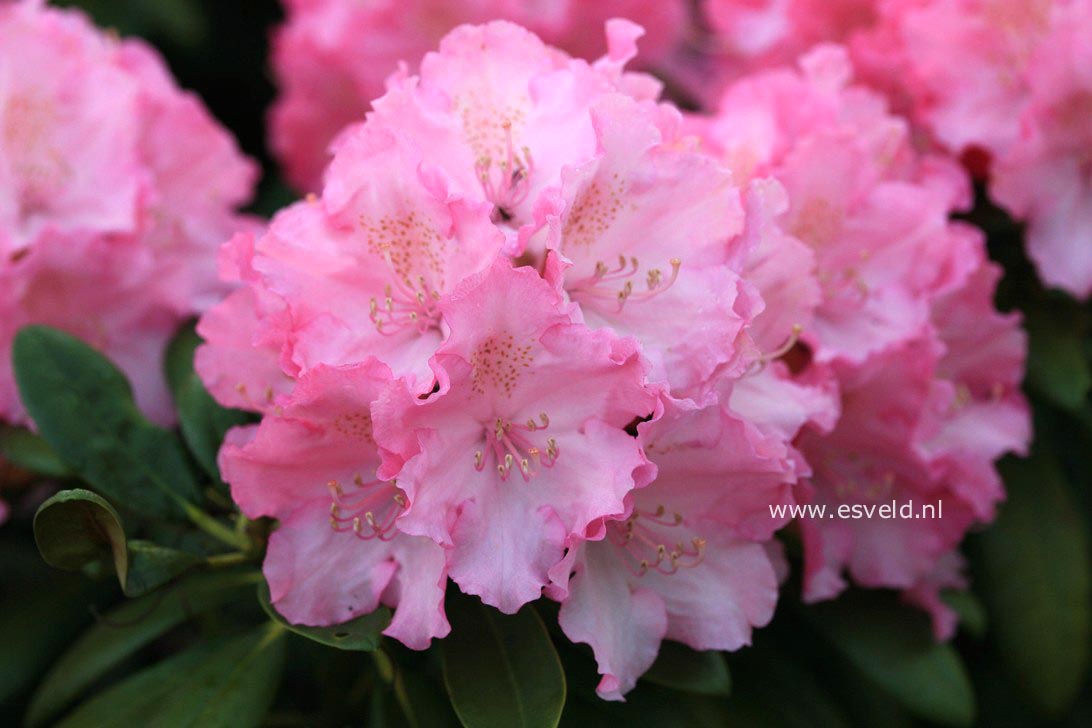 Rhododendron 'Polaris'