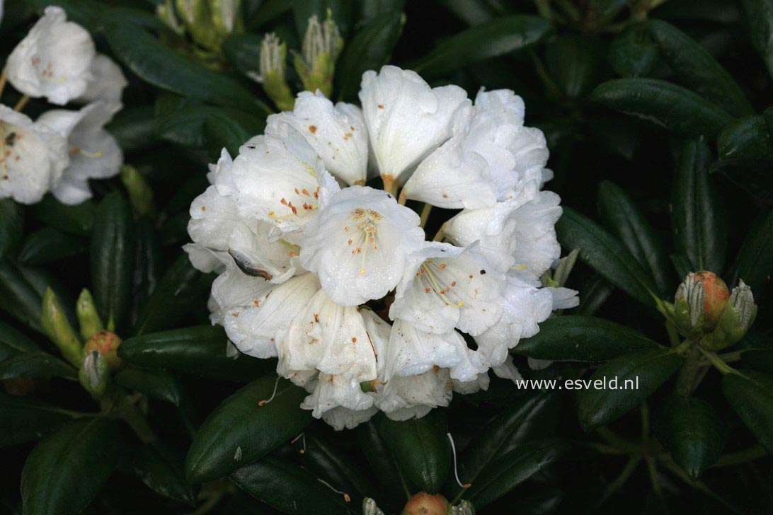 Rhododendron 'Koichiro Wada'