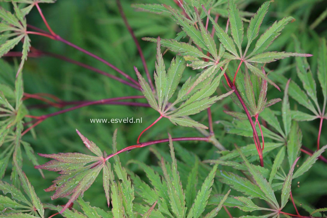 Acer palmatum 'Midori no teiboku'