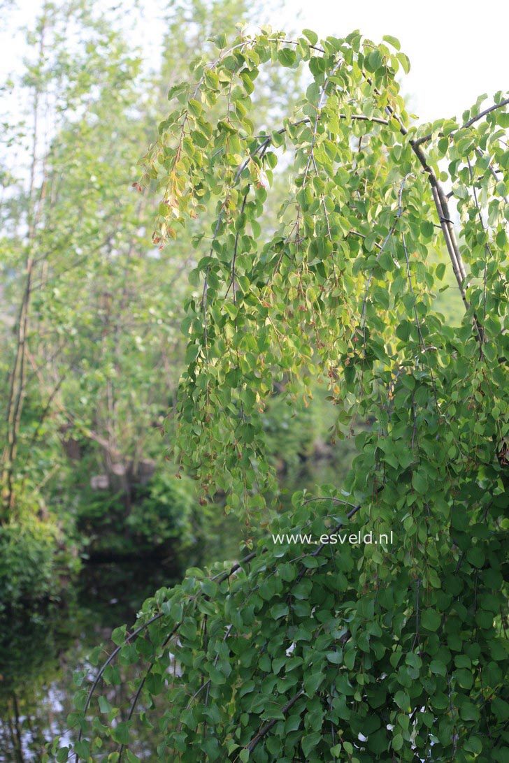 Cercidiphyllum japonicum 'Tidal Wave'