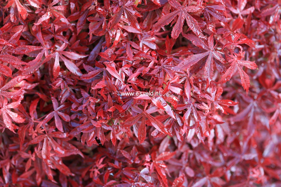 Acer palmatum 'Royle'