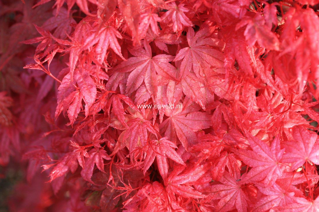 Acer palmatum 'Corallinum'