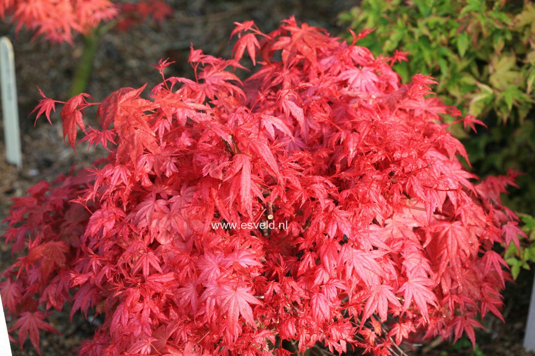 Acer palmatum 'Corallinum'