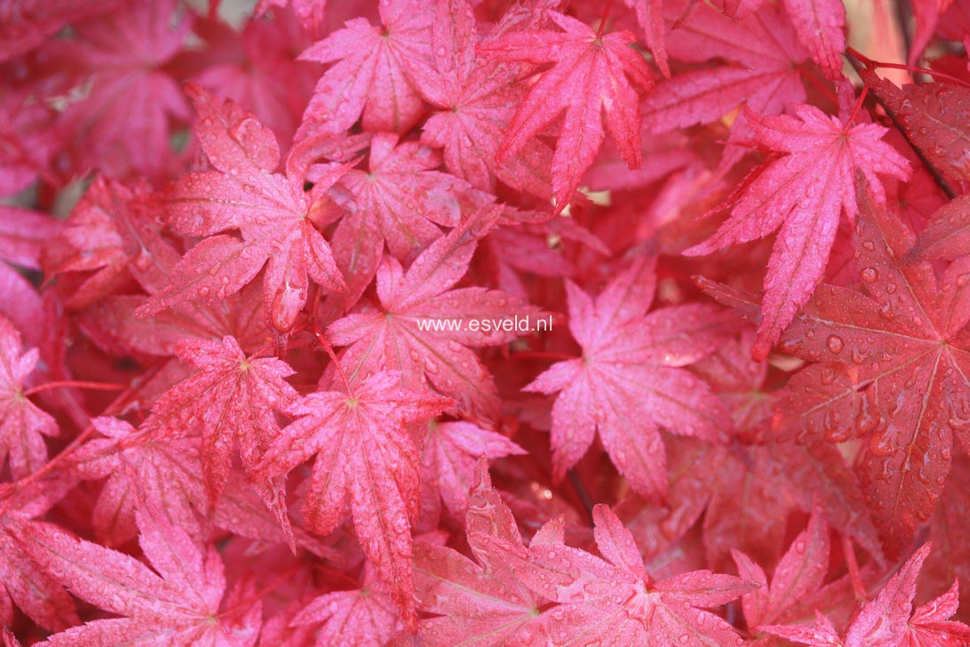 Acer palmatum 'Corallinum'