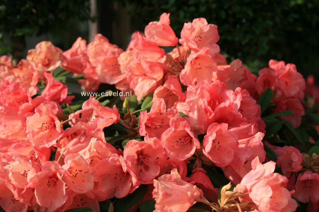 Rhododendron 'Shrimp Girl'