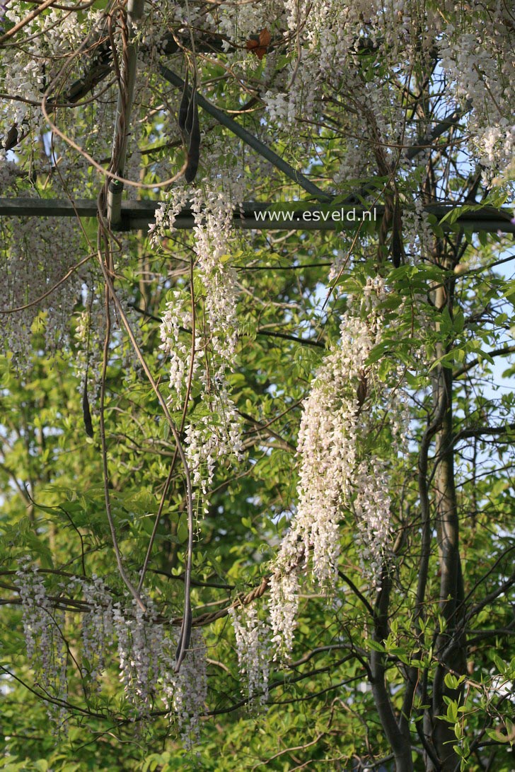 Wisteria floribunda 'Shiro noda'