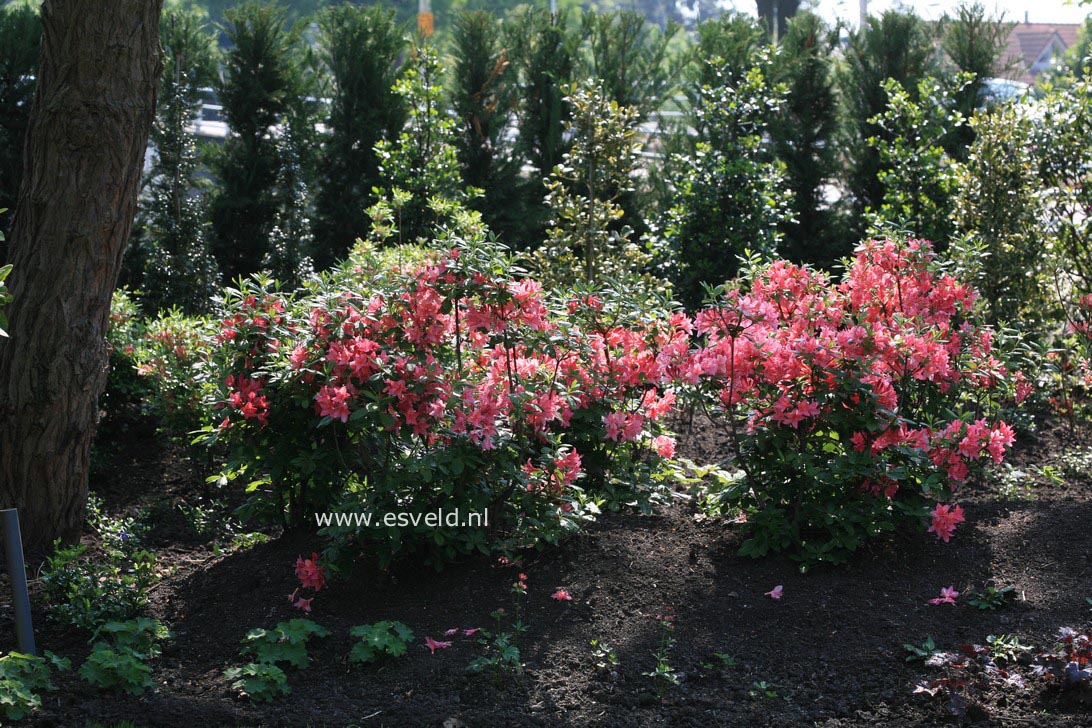 Azalea 'Jolie Madame'