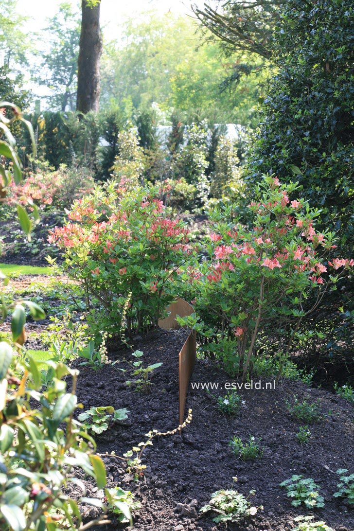 Azalea 'Antilope'