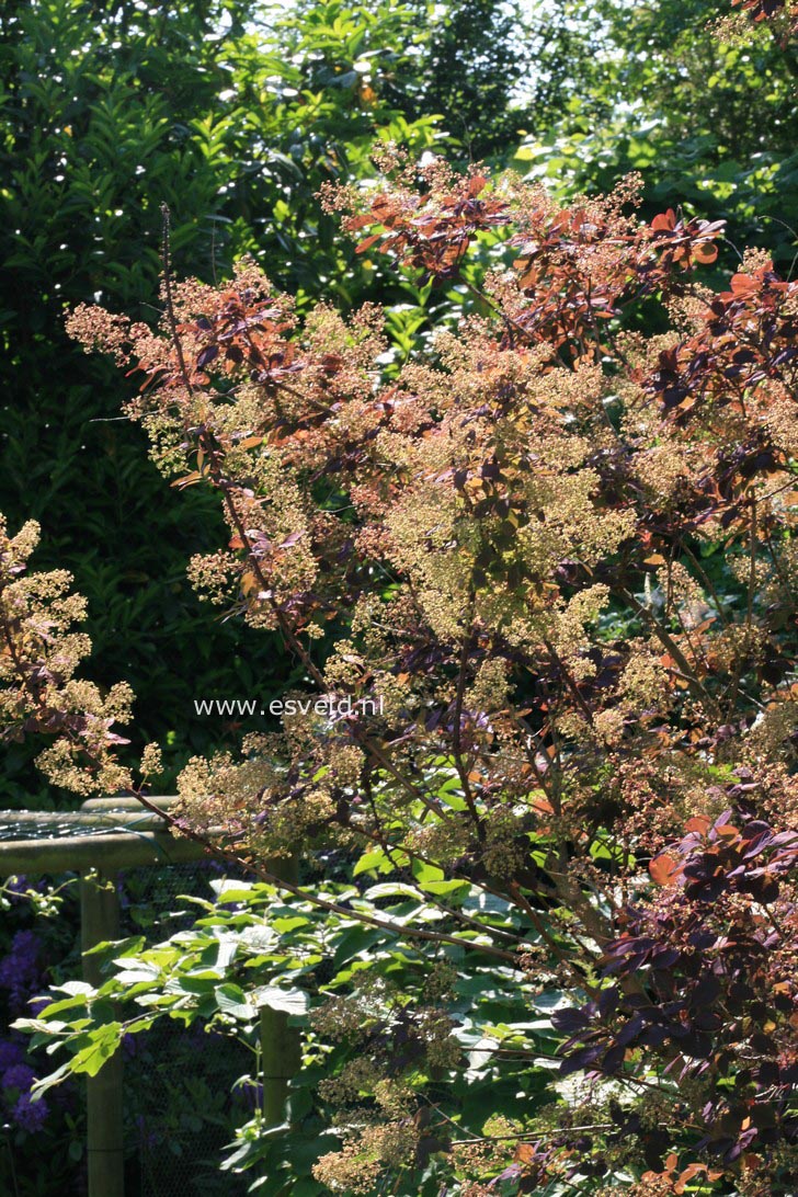 Cotinus coggygria 'Royal Purple'