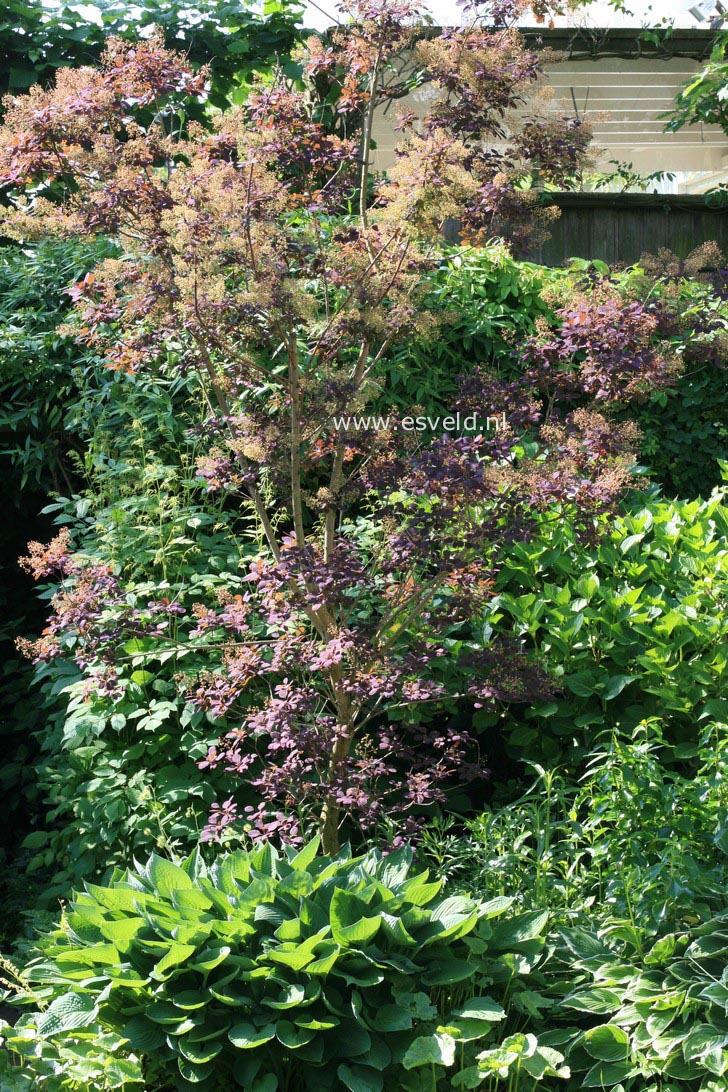 Cotinus coggygria 'Royal Purple'