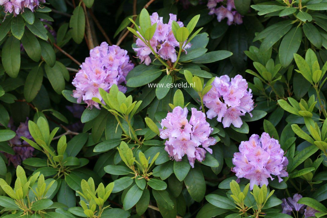 Rhododendron 'Catawbiense Grandiflorum'