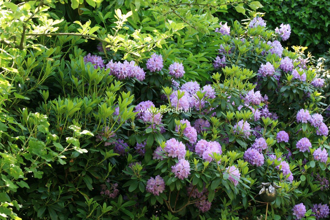 Rhododendron 'Catawbiense Grandiflorum'