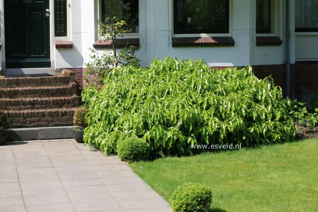 Hedera colchica 'Fall Favourite'