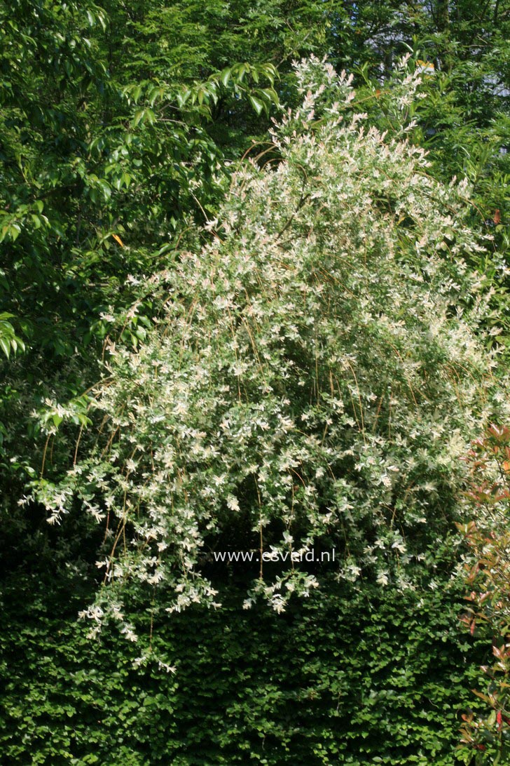 Salix integra 'Hakuro nishiki'