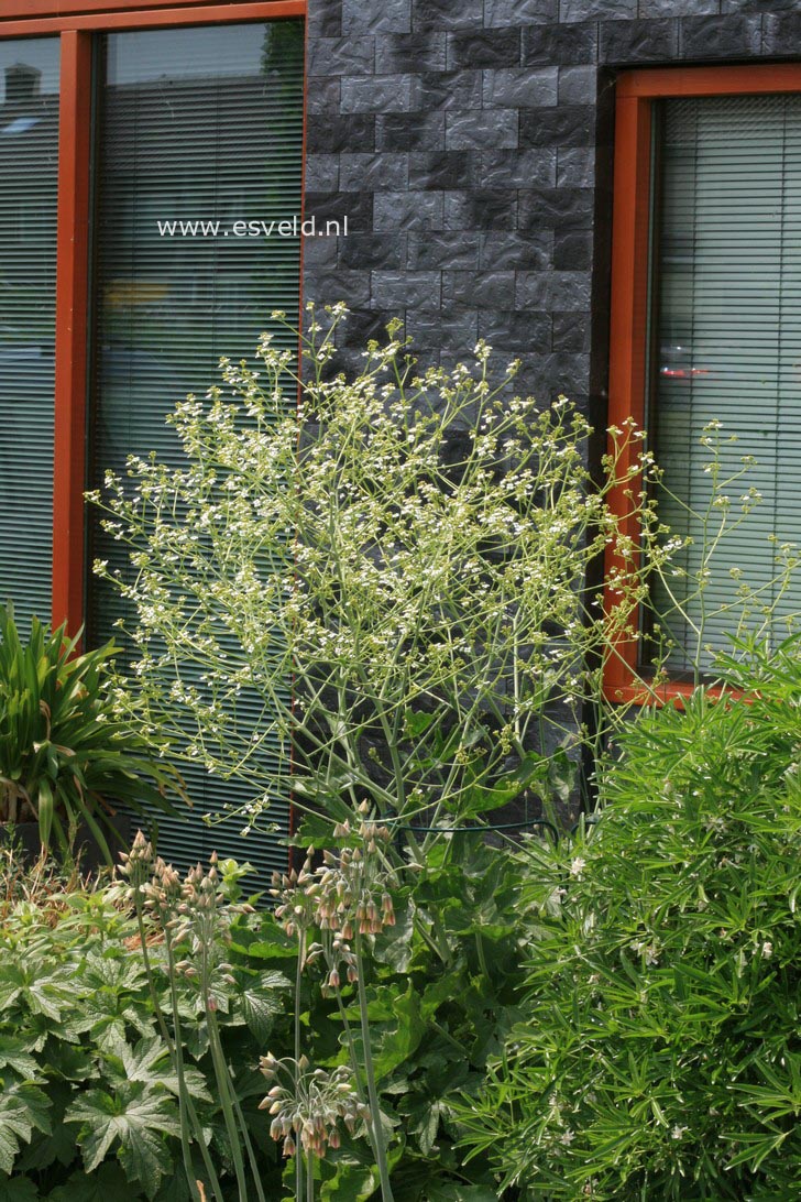 Crambe cordifolia