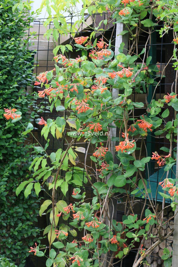 Lonicera brownii 'Dropmore Scarlet'