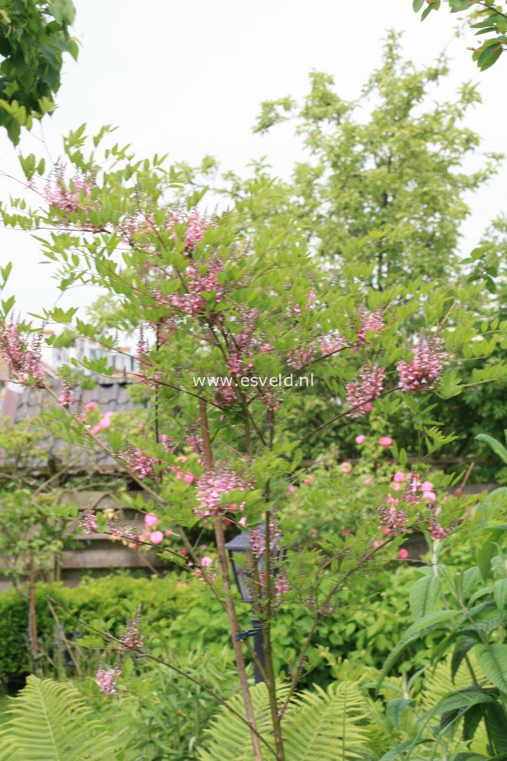 Indigofera kirilowii